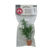 BLMINIATURES 1:12 - 1" Scale Dollhouse Miniature Bamboo Potted Plant in Terracotta Pot with White Pebbles